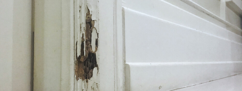 Can You Break a Lease Because of Termites in Mississippi?